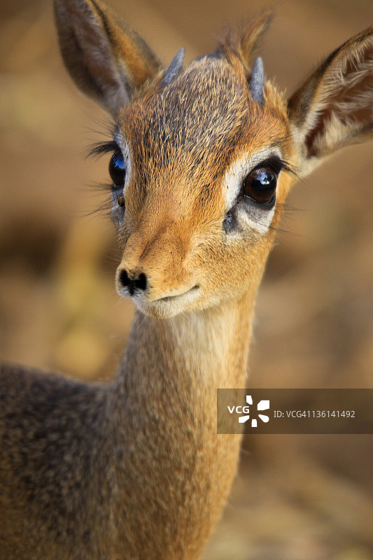 小羚羊的特写图片素材