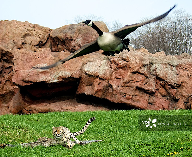 猎豹追逐加拿大鹅图片素材