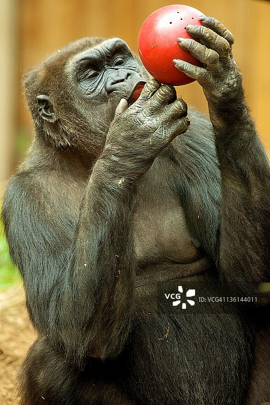 沉思的大猩猩图片素材