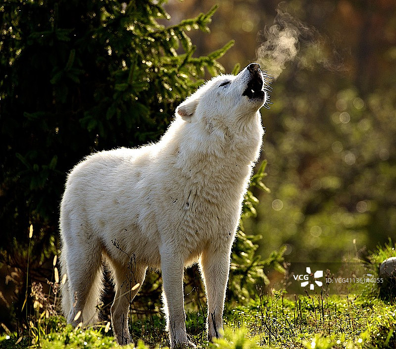 北极狼在呼啸图片素材