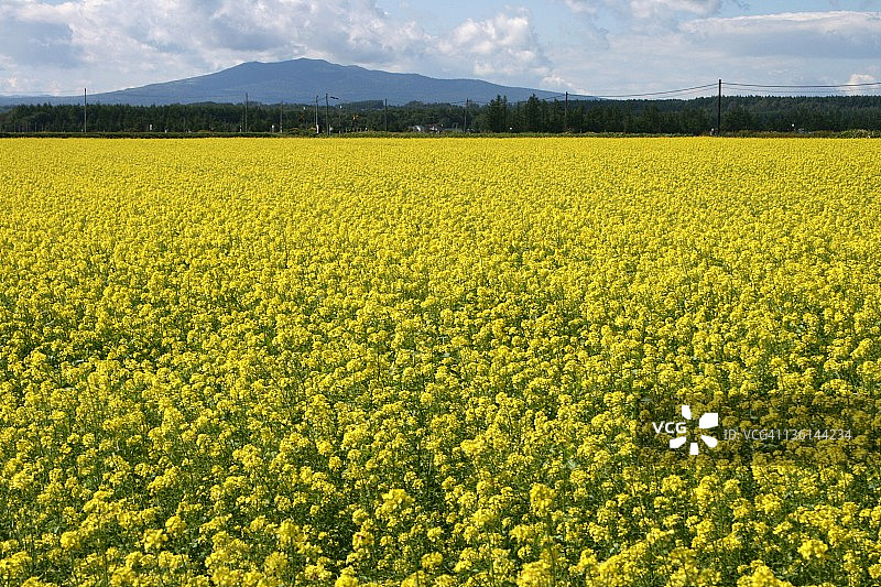 黄色的领域图片素材