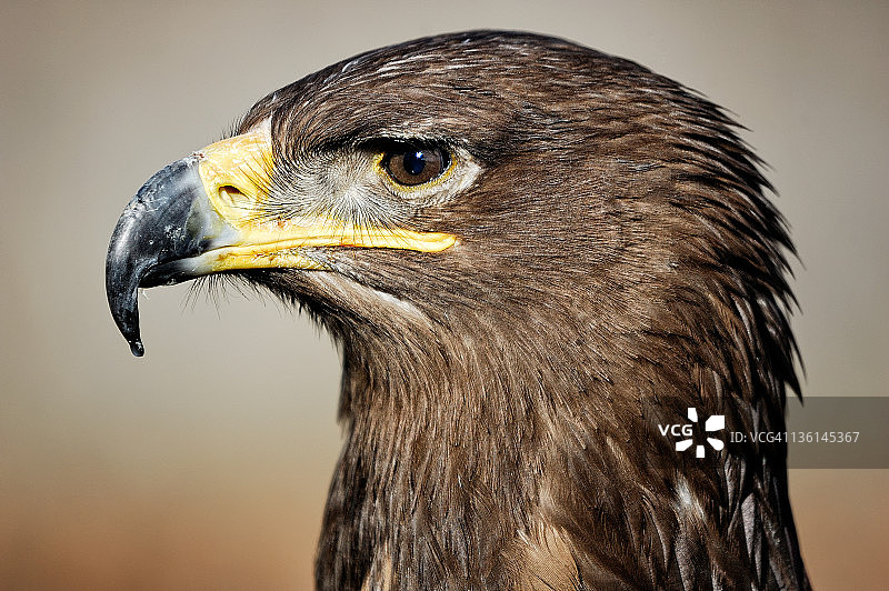 西班牙皇家雄鹰图片素材