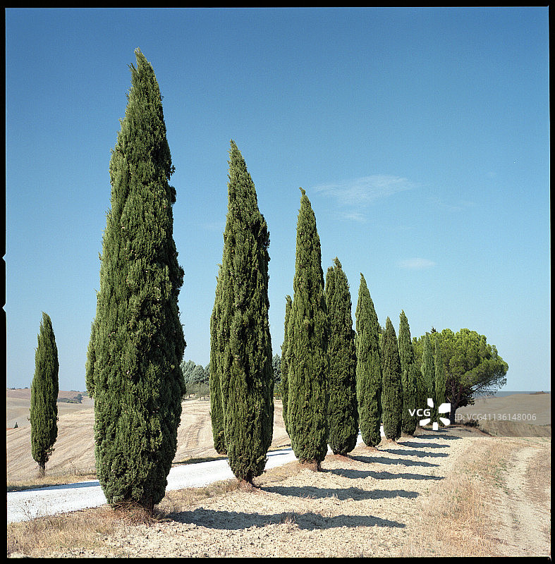 许多柏树图片素材