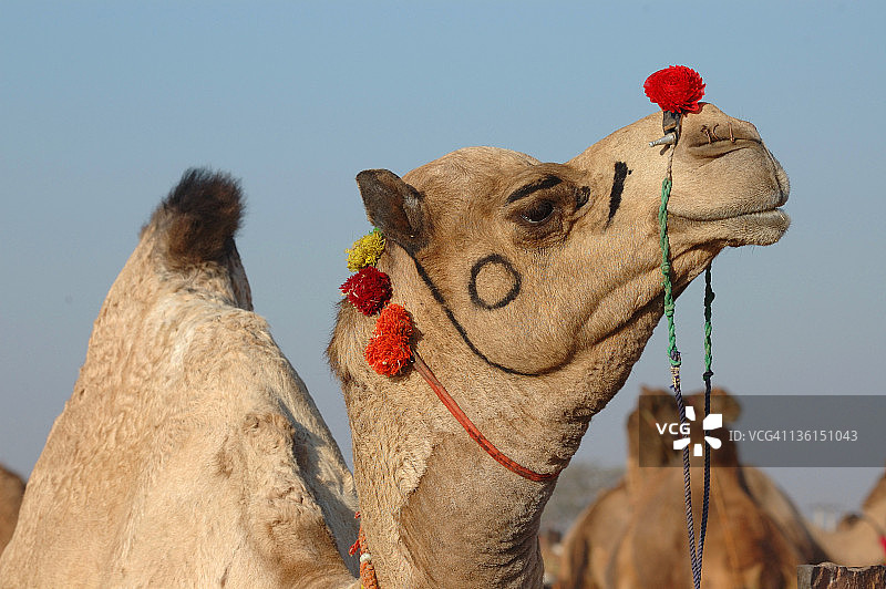 骆驼特写图片素材