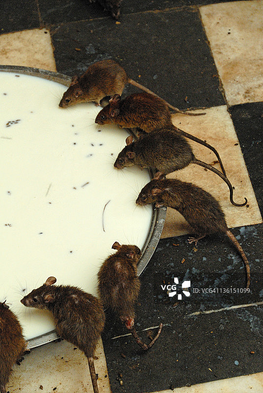 卡尔尼吉·玛塔神庙里喝牛奶的老鼠图片素材