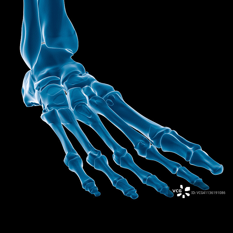 脚部X光透视图图片素材