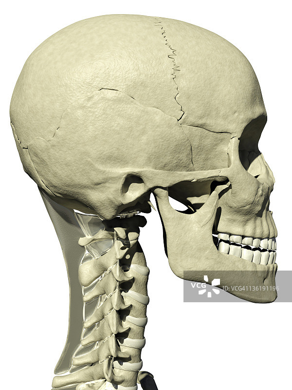 骷髅和颈部侧面图片素材