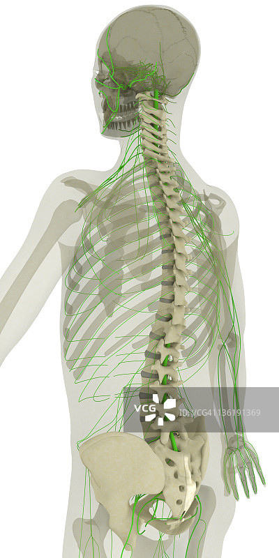 脊柱与神经系统图片素材