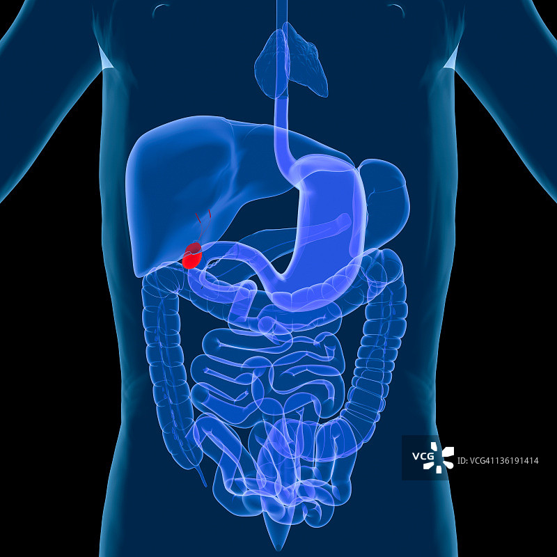 消化系统-胆囊图片素材