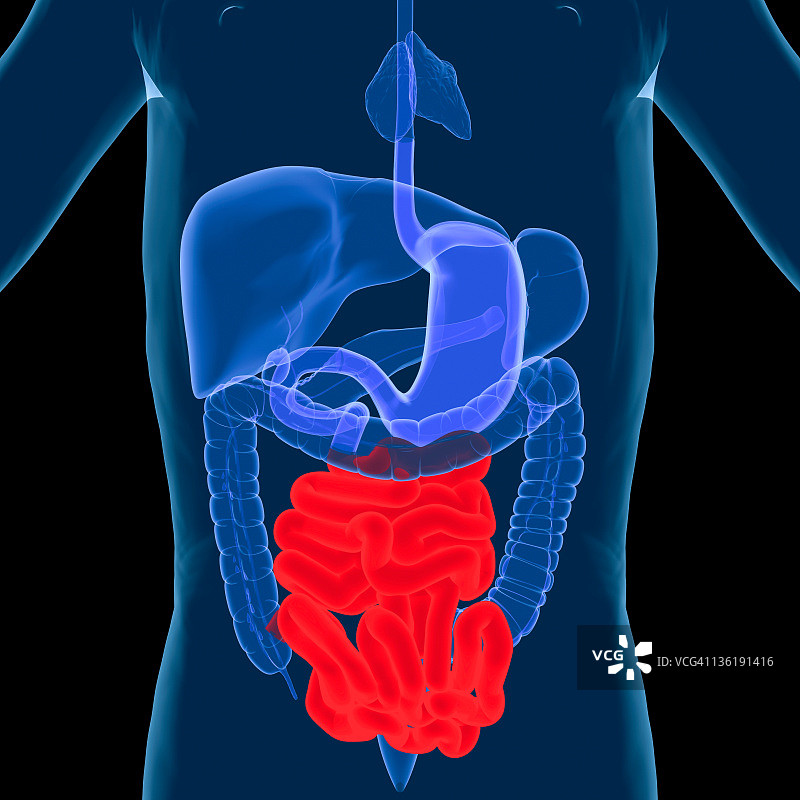 消化系统-小肠图片素材