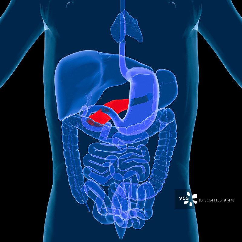 消化系统：胰腺图片素材