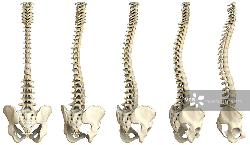 人体脊柱五视图（超大尺寸）图片素材