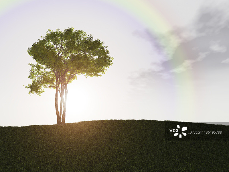 彩虹下的孤独树图片素材