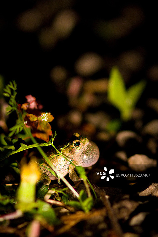 肿胀的蛙鸣图片素材
