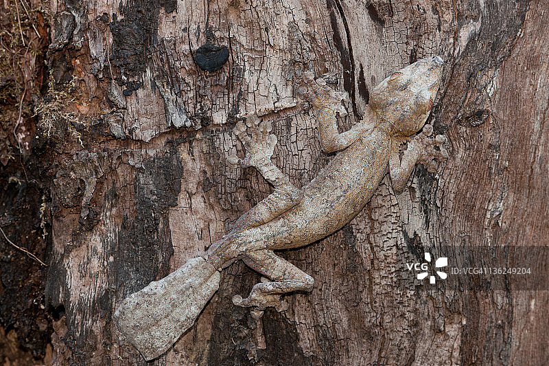 叶尾壁虎图片素材