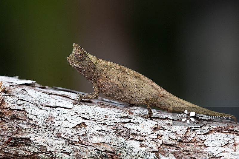 马达加斯加侏儒变色龙图片素材