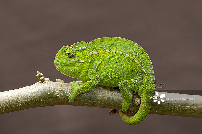 马达加斯加的侧纹变色龙图片素材