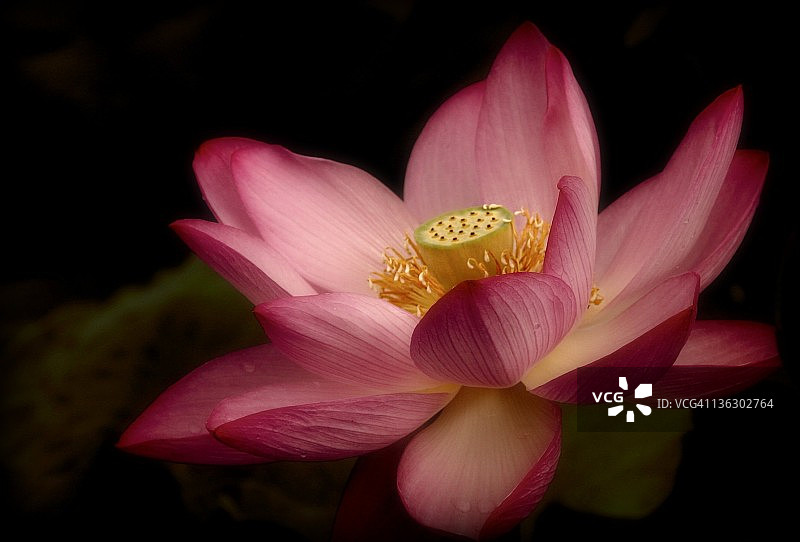 新开的荷花图片素材