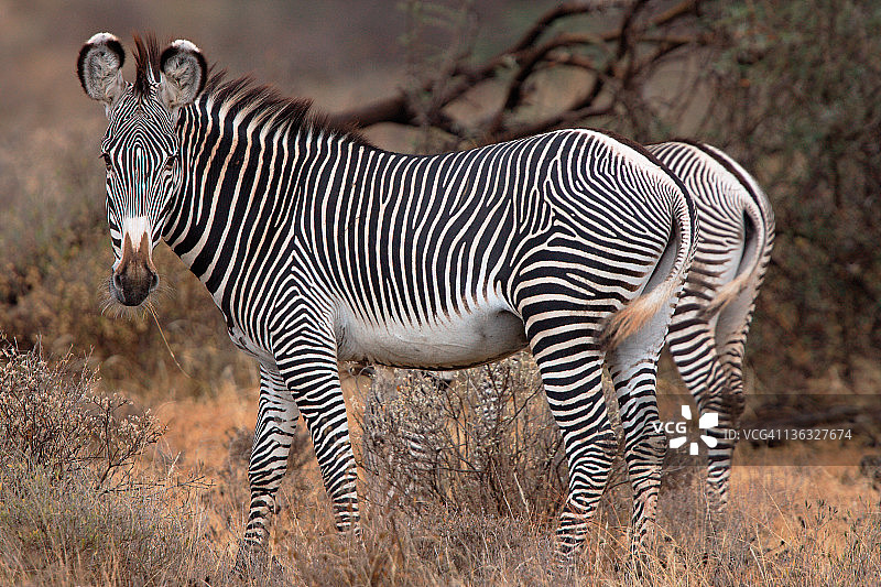 细纹斑马图片素材