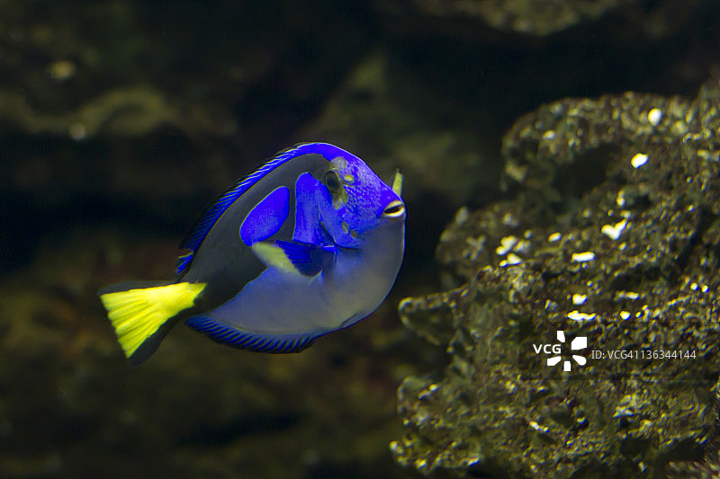 蓝吊鱼图片素材