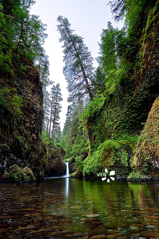 倾斜的树木悬于邦奇碗瀑布之上图片素材