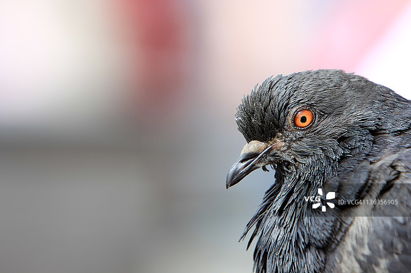 加利福尼亚州旧金山的野鸽图片素材