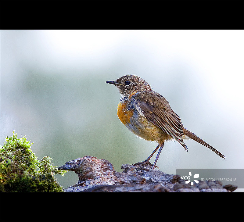 幼年知更鸟图片素材