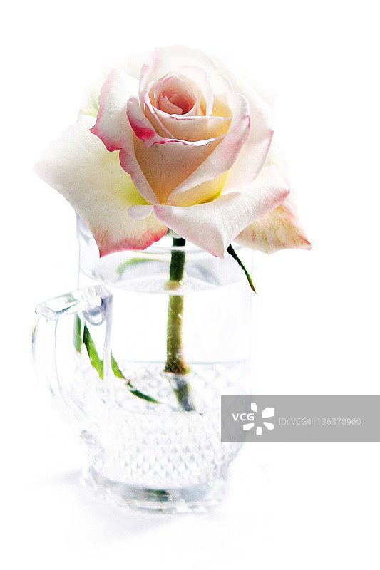 玻璃杯中白色和粉色玫瑰的阴影图片素材