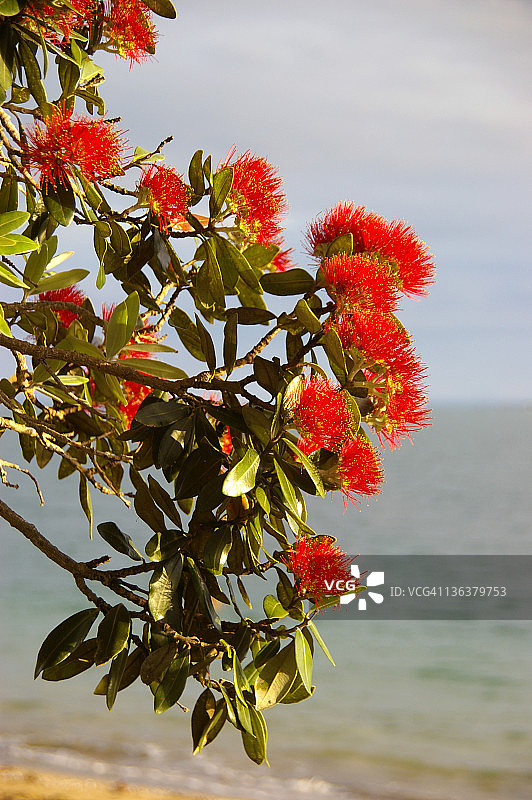 波胡图卡瓦花枝图片素材