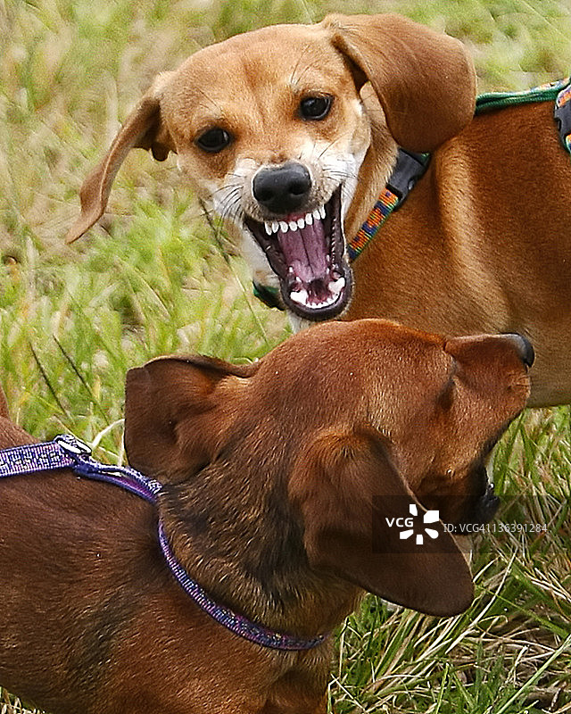 狗狗争吵图片素材