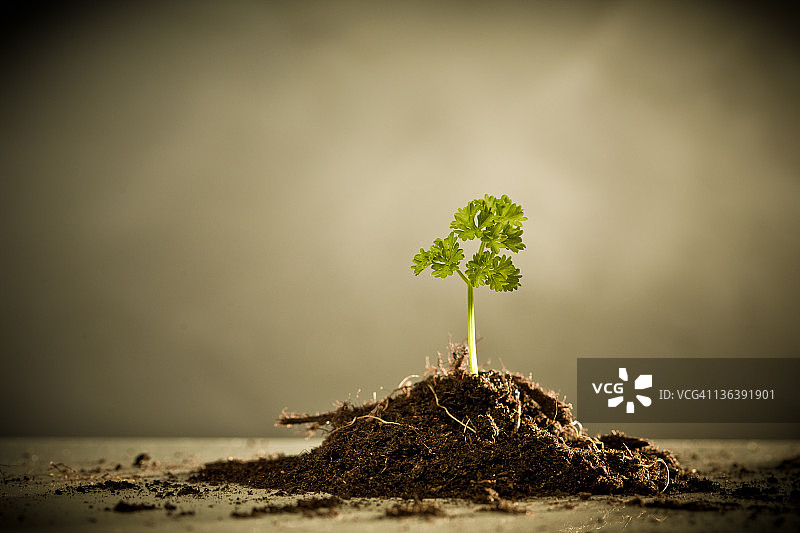 新鲜土壤中的绿色嫩芽图片素材