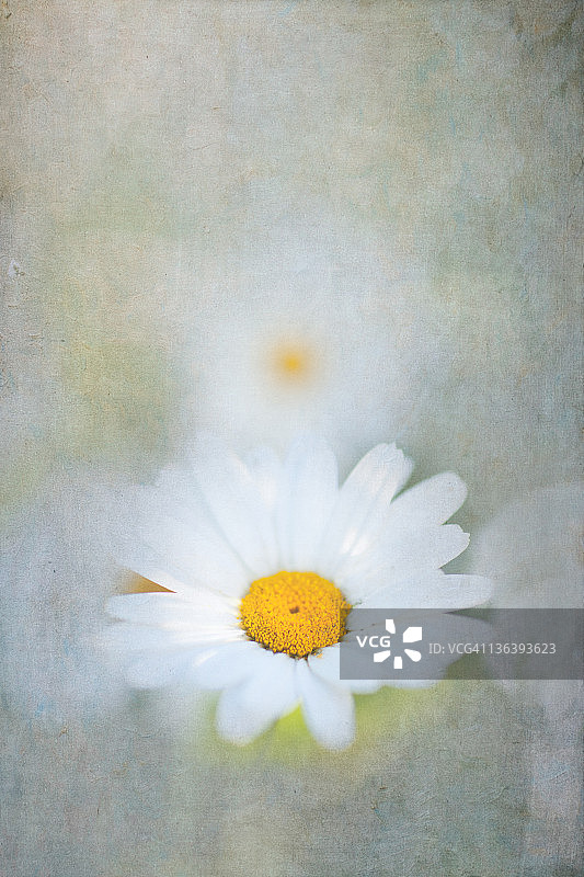玛格丽特花图片素材