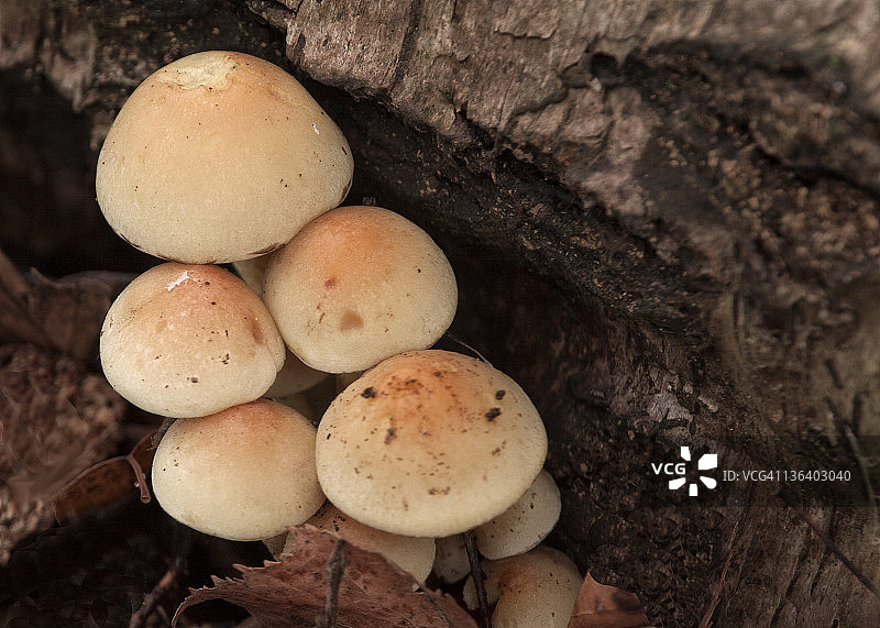 蜂蜜蘑菇图片素材