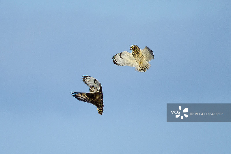 飞行中的短耳鸮图片素材