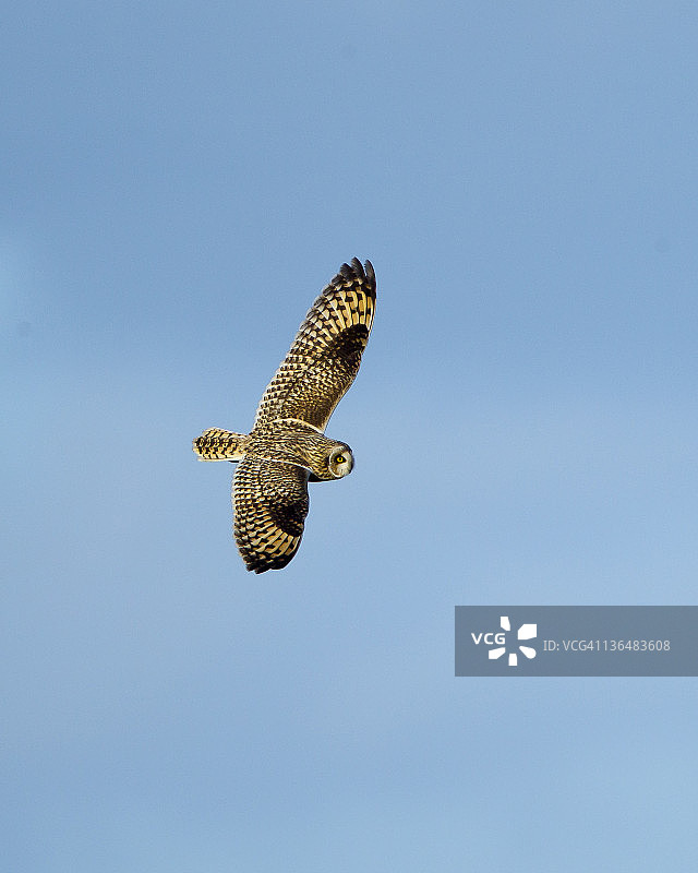 猫头鹰,图片素材