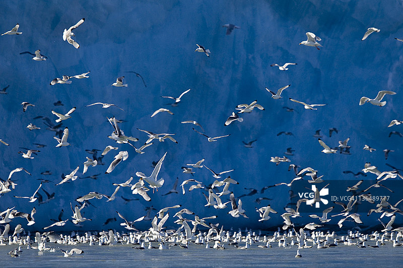 海鸥群图片素材