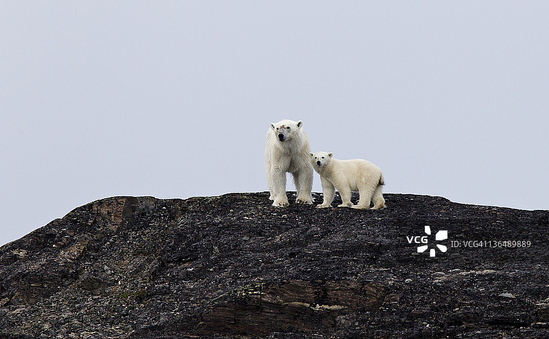 Liefdefjorden峡湾母北极熊和小熊图片素材