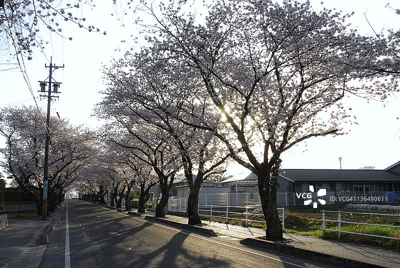 樱花路图片素材