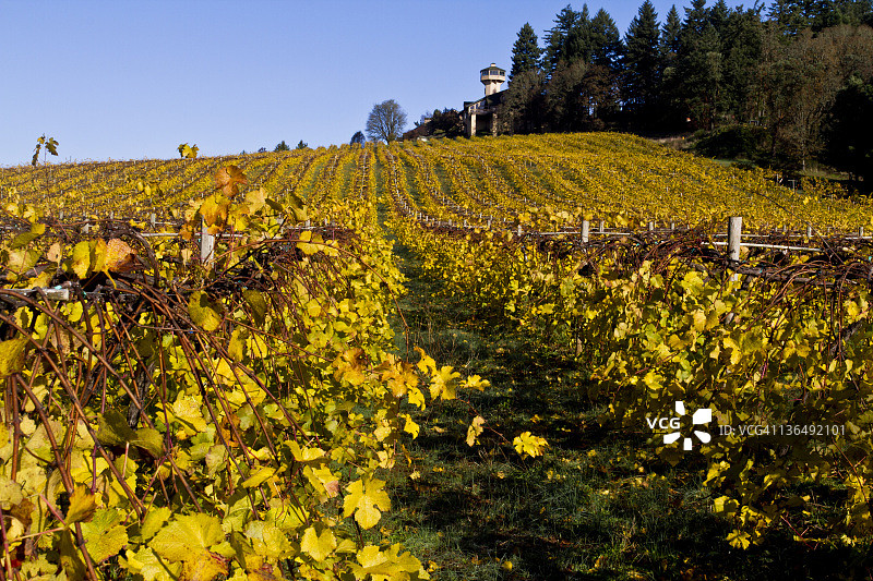 葡萄园图片素材