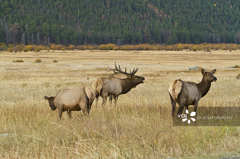 正在吼叫的落基山麋鹿图片素材