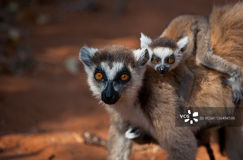 环尾狐猴，雌性带着幼崽，马达加斯加贝伦蒂图片素材