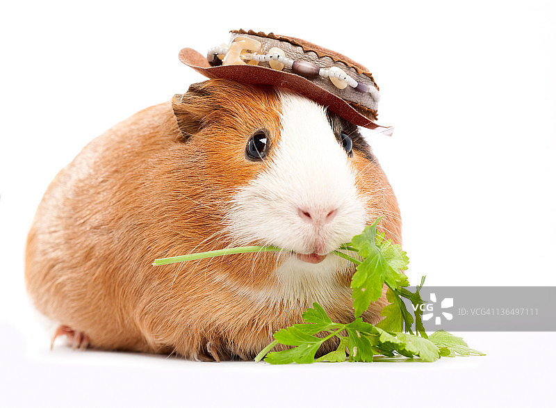 豚鼠肖像图片素材