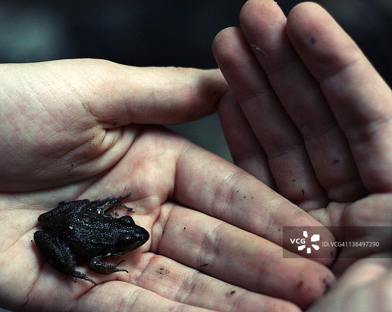 男人拿着小青蛙图片素材