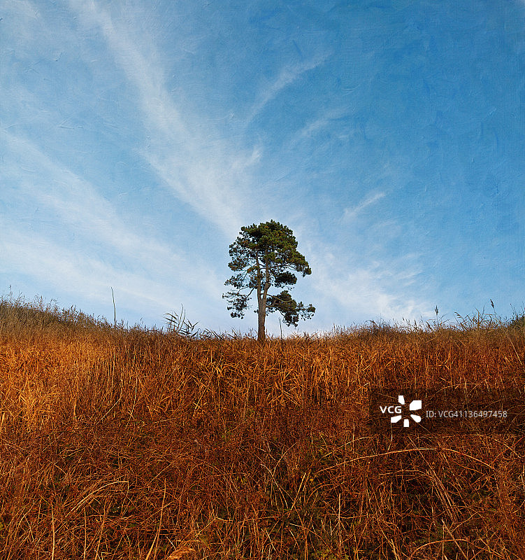 高大的树木图片素材