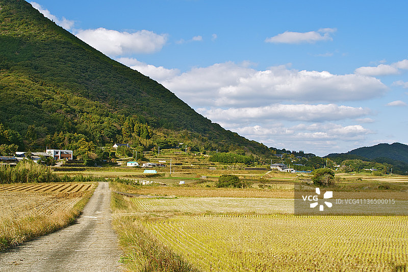 稻米收割图片素材