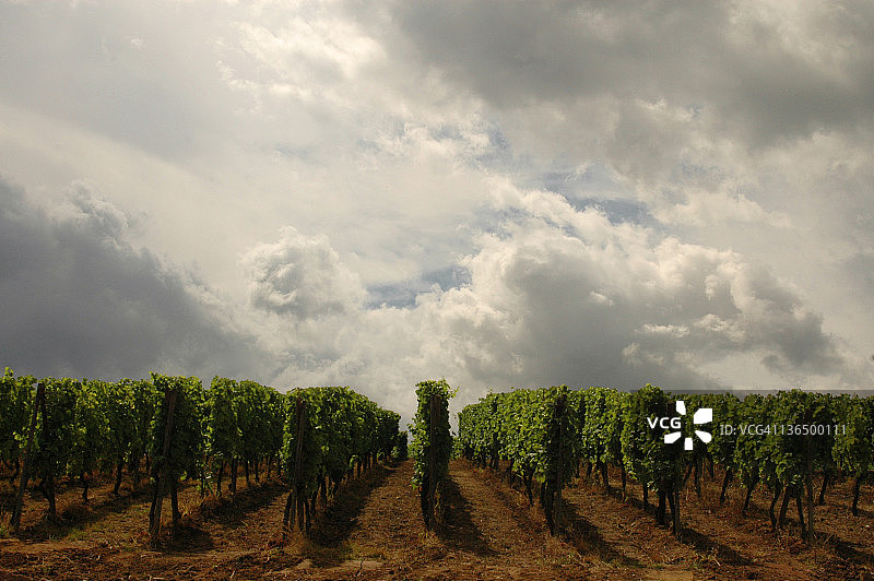 葡萄园图片素材