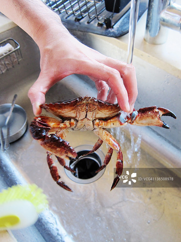 男人在洗脸盆里清洗螃蟹图片素材