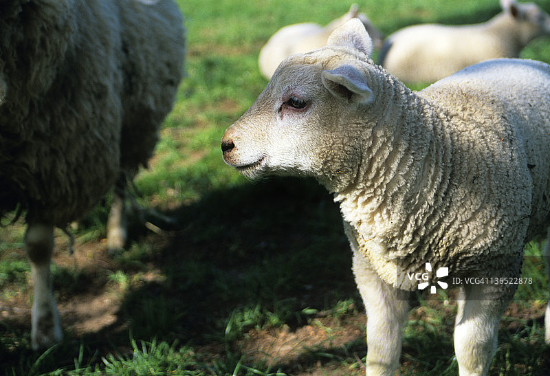 小羊羔图片素材