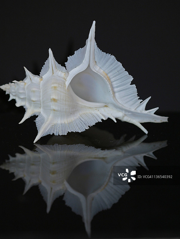 雪花石螺壳图片素材