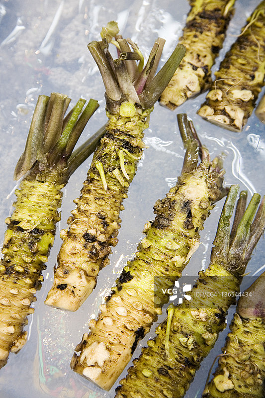 新鲜山葵根图片素材